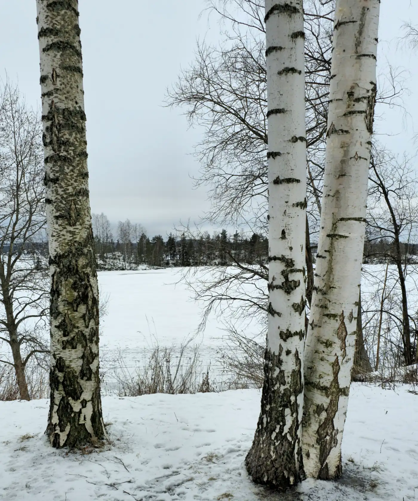 Birch trees beside a frozen lakeshore in winter in Tampere