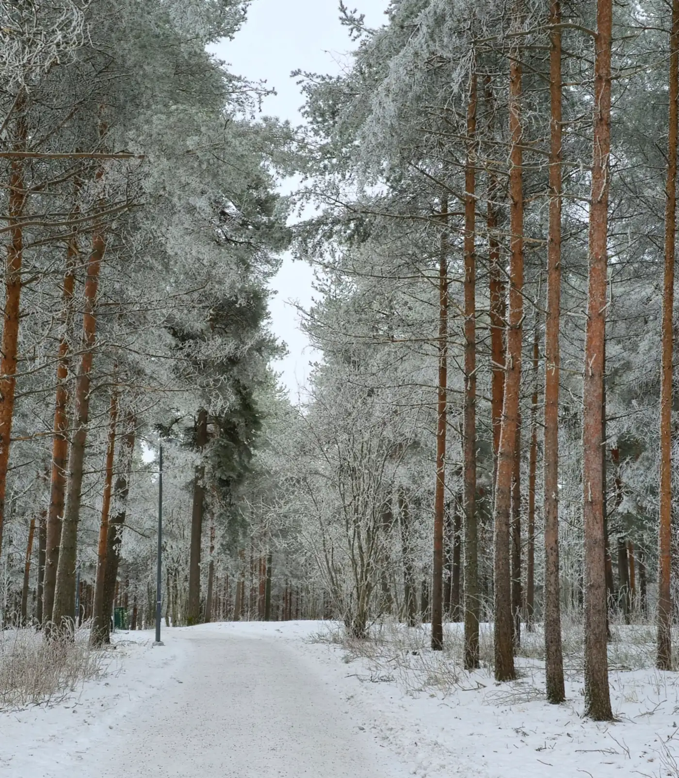 Frost-covered pine forest along the winter walk through Tampere
