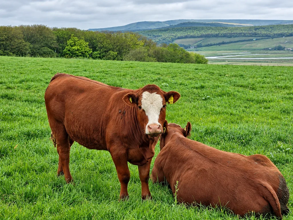 Two brown cows in a green pasture above Cuckmere Haven