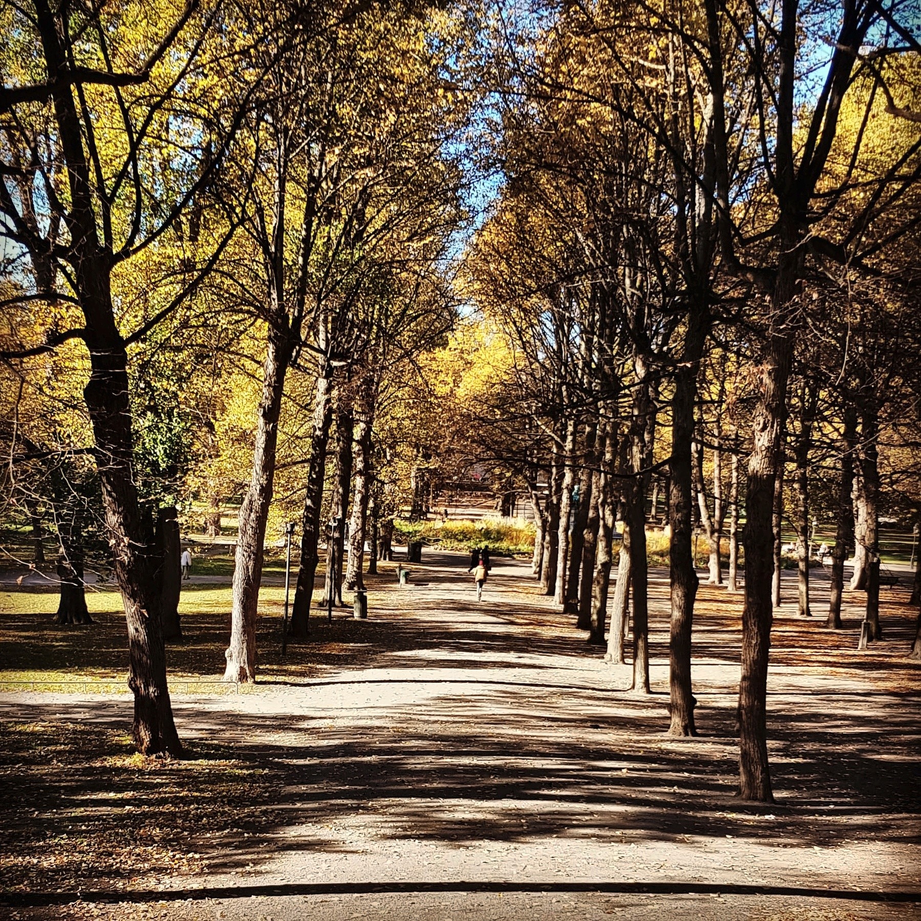 Autumn avenue in Djurgården, Stockholm