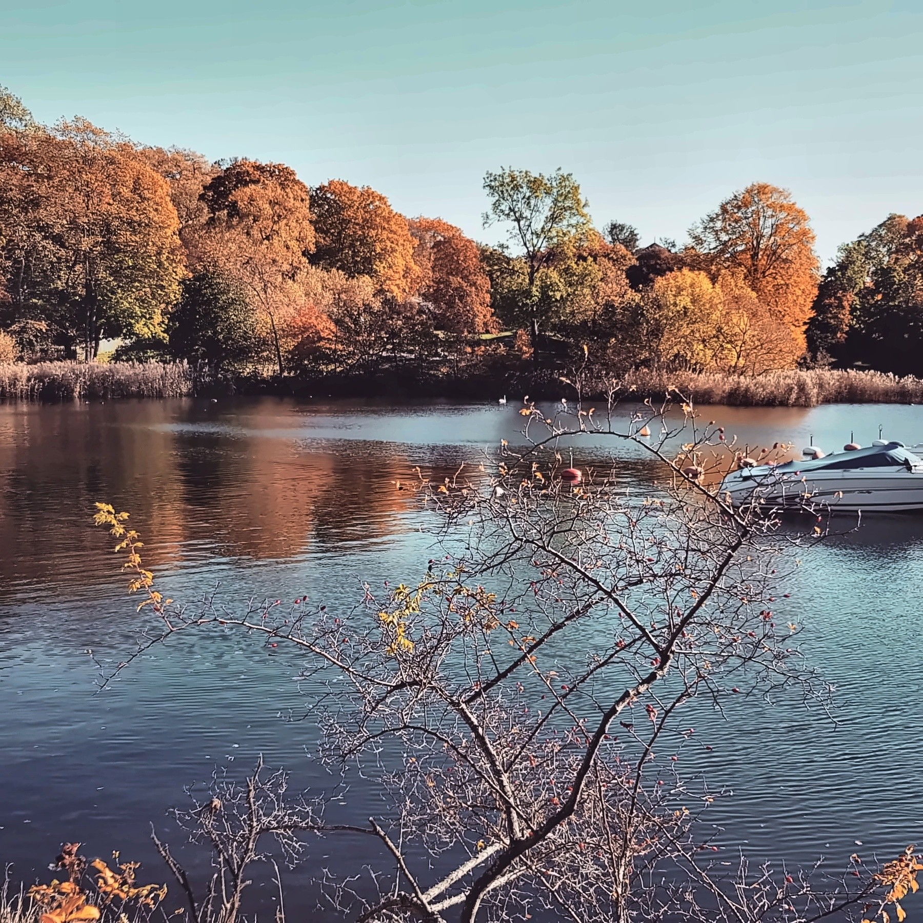 Autumn trees and water in Djurgården, Stockholm